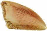 Serrated, Raptor Tooth - Real Dinosaur Tooth #234878-1